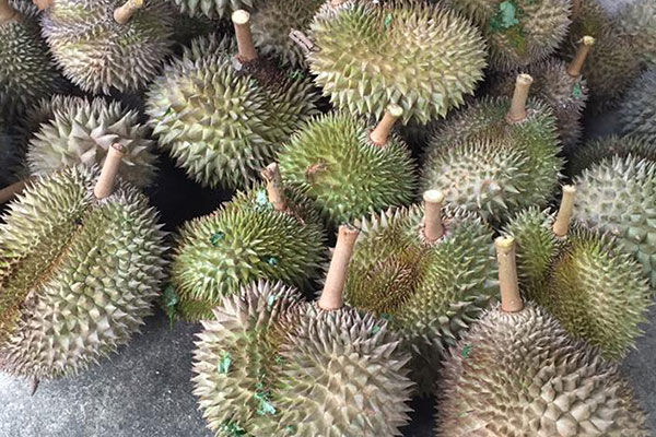 CHOO Family Durian Orchard