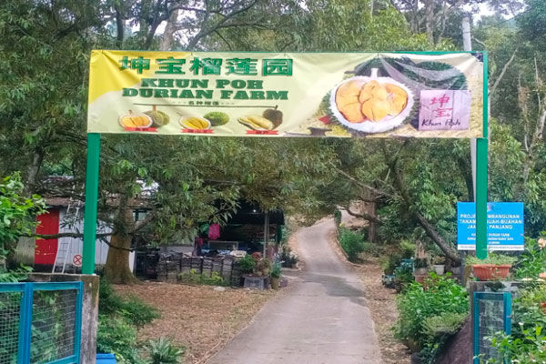 Khun Poh Durian Farm 坤宝榴莲园