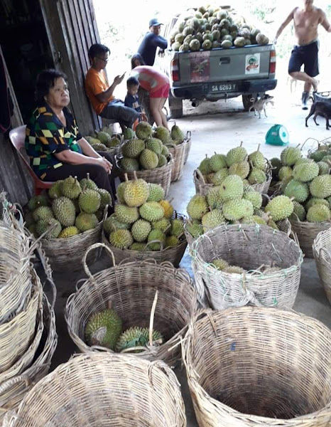 Paimil's Durian Farm