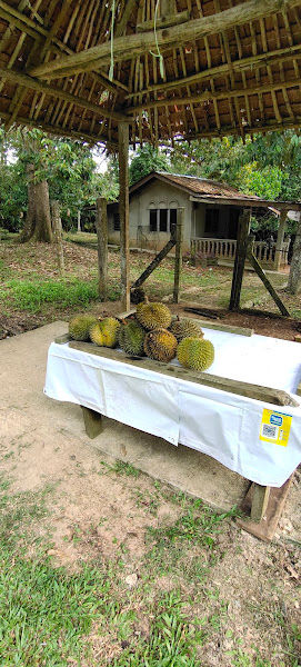 Dusun durian Tok Kasa