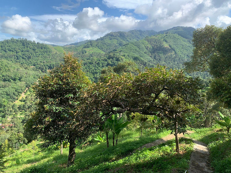 GreenHill Durian Farm