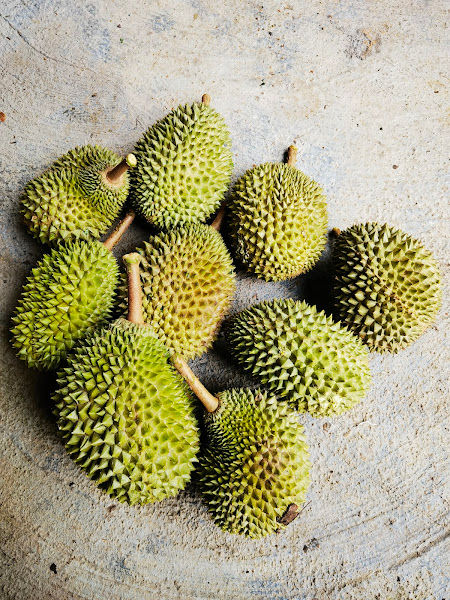 Lee's Durian Farm