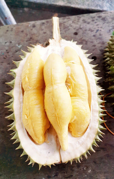 Batu Station 45 Durian 百年老树榴莲