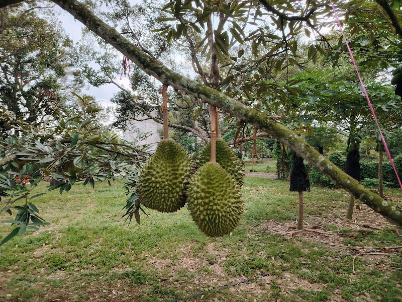 TorBak Durian Orchard