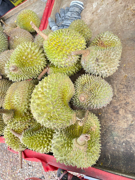 Durian Tembaga