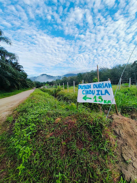 Dusun Durian Cikgu Ila