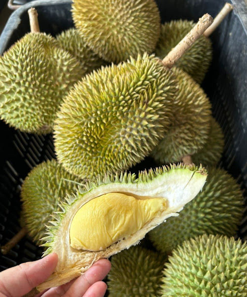 Durian Jalan Gelugor Klang