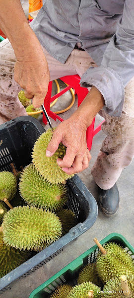 Potian Durian