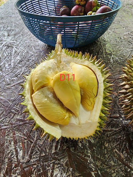 8321 DURIAN PLANTATION
