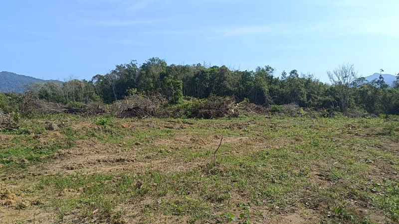 Durian Royale H&S Orchards
