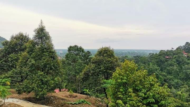 Khun Poh 1818 Durian Hill (坤寶)