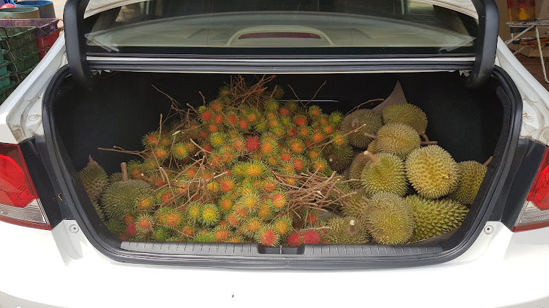 Helmi Durian Orchard