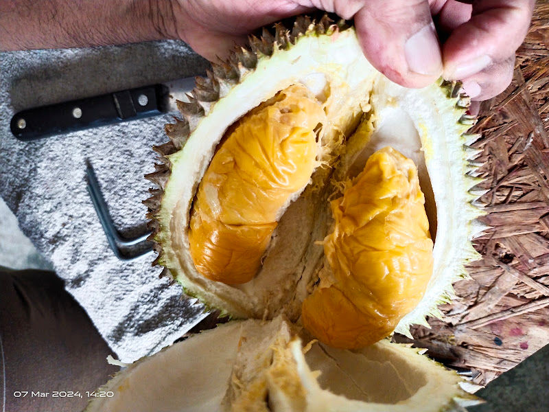 Pulut Durian Kak Geey