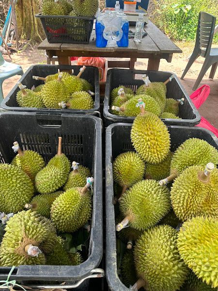 Kebun Durian Fresh Nursery Farm