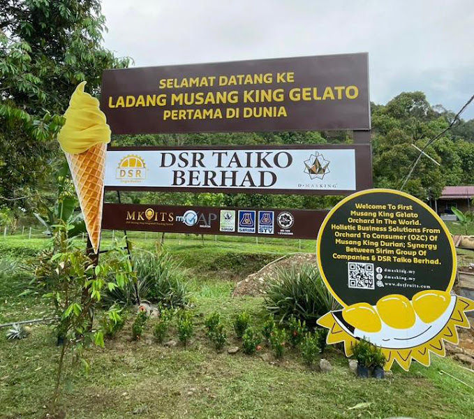 DSR Musang King Gelato Orchard
