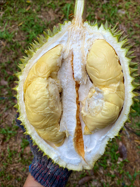 Casuarina Durian Orchard