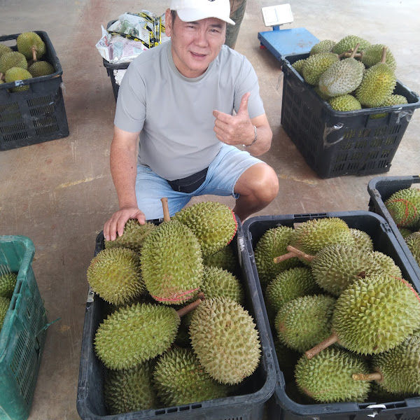 马六甲猫山王Durian Musang King Melaka