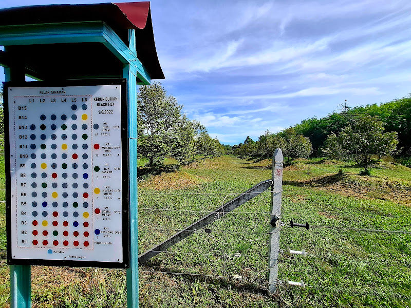 Kebun Durian BlackFox