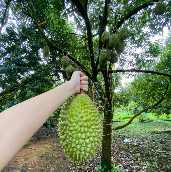 The Durian Factory