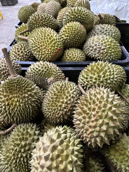 Durian 99 @Ss19