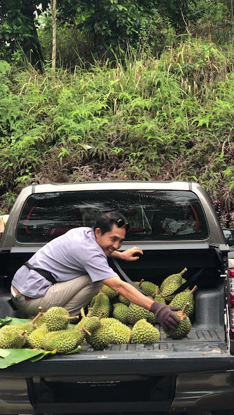 Pok Mat Batu 40 Damak Nursery