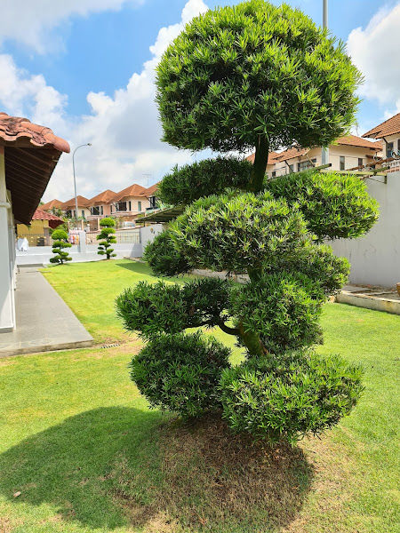 Woodland Horticulture Trading/ woodland bonsai store松林