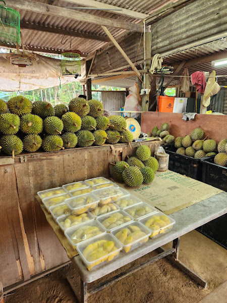 Kebun Durian