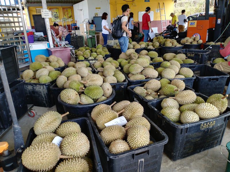 My Durian Orchard