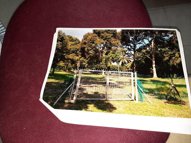 Segars durian plantation