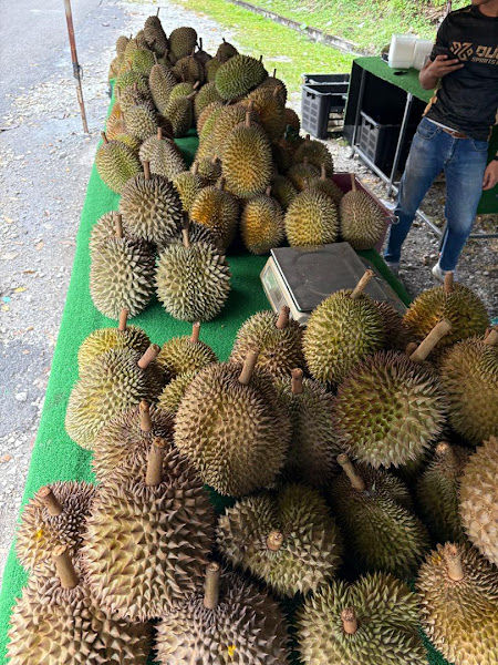 Pakteh Durian Bukit Balik Pulau