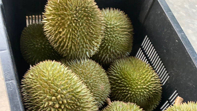 Dusun Durian Old Tree Melaka - DDOT