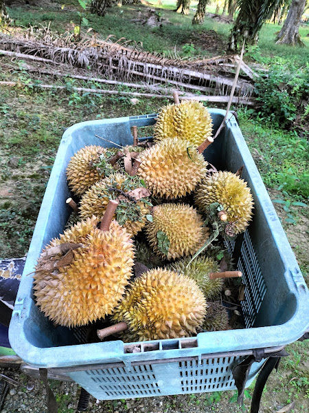 Kebun durian farah