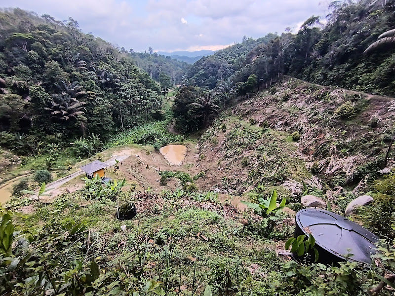 Kebun Durian Ulu Geliu Jelebu