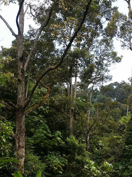 KEBUN DURIAN DAN BUAH