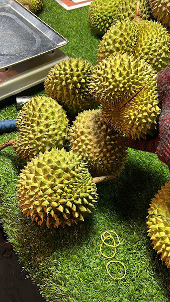 49 DURIAN MALAM