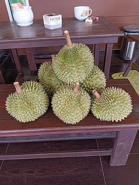 Durian Rauda Farm