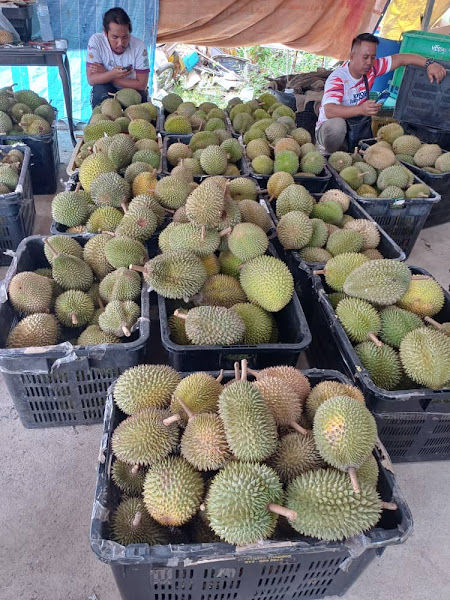 AZ Durian Segamat (Taman Puteri Kulai)