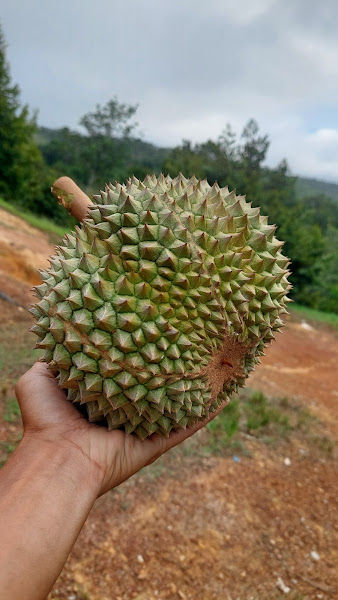 Ecorian Durian Orchard