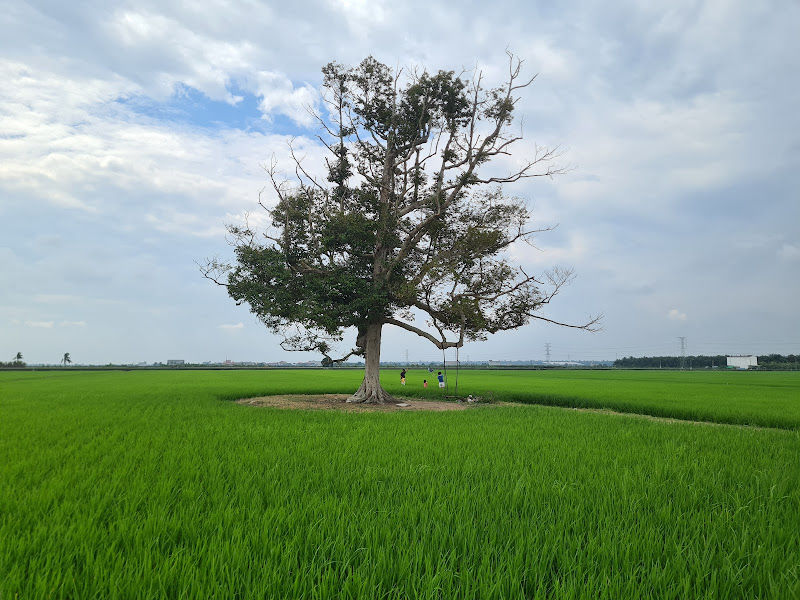 Sekinchan Durian Sebatang