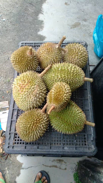 Kebun Durian Rusdi