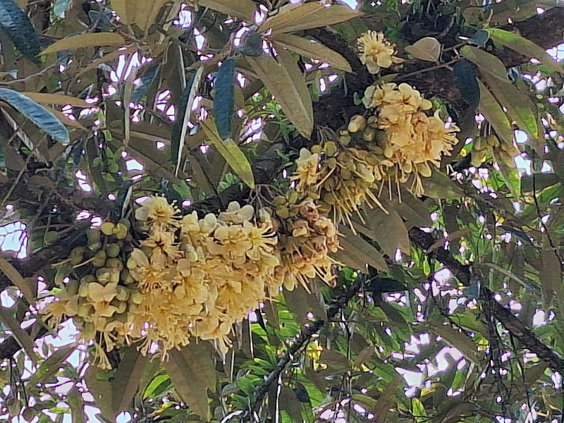 Teng's Musang King Durian
