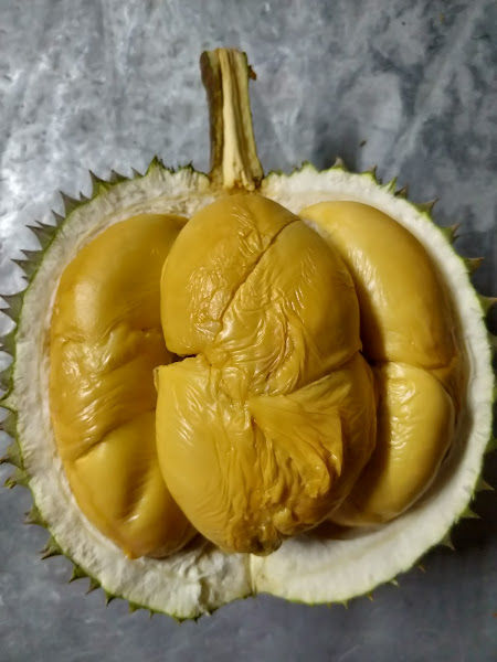 Balik Pulau Durian Farm 470