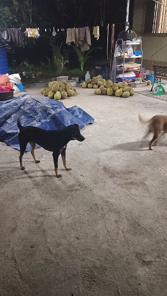 Kebun Durian Hainie