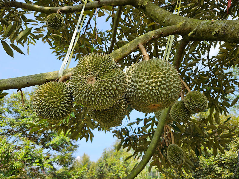 Tasek Top Fruit