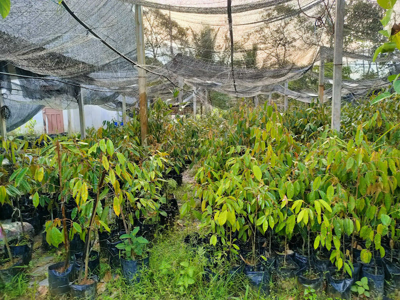 Pak Chin Durian Kunyit Gual Petai 5