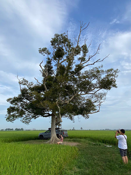 Pokok Durian Tunggal, Sekinchan