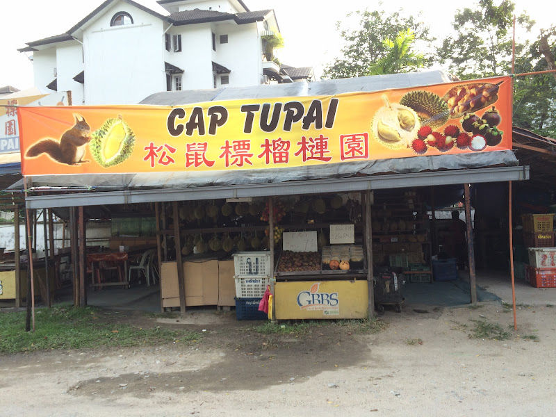 Durian Cap Tupai Relau