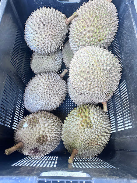Red Prawn Durian Farm (original balik pulau)