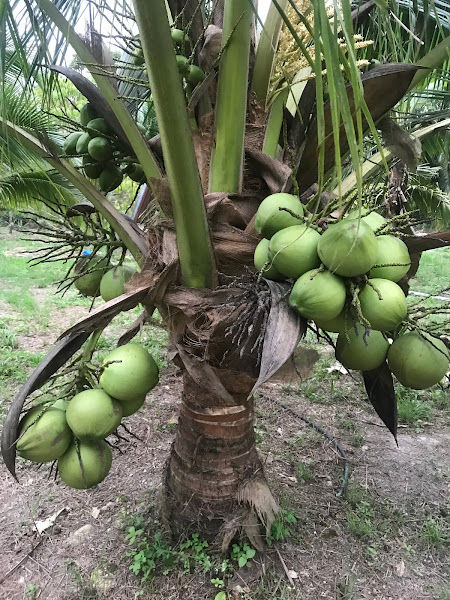 Kluang Man Durian Orchard