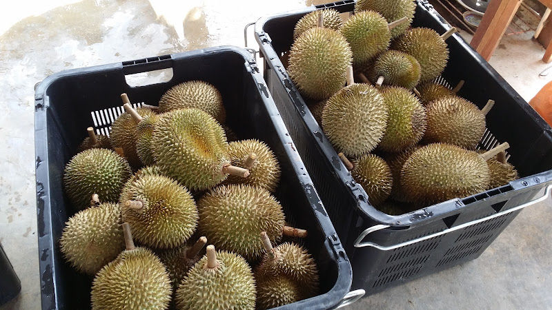 Durian Farm (Appontment)